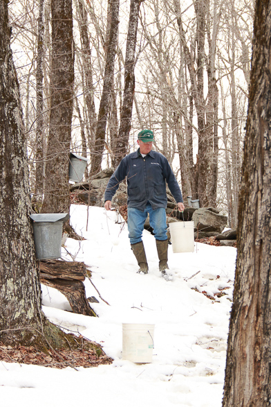 collecting sap